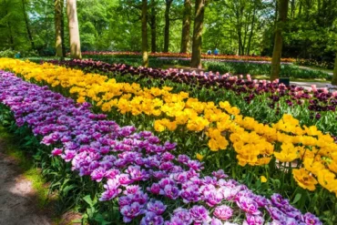 tulip-field-keukenhof-flower-garden-lisse-netherlands-holland