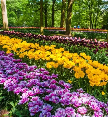 tulip-field-keukenhof-flower-garden-lisse-netherlands-holland